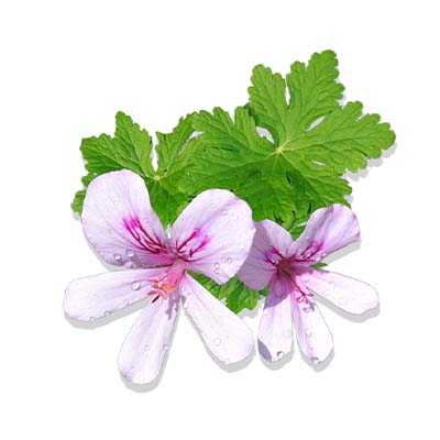 huile essentielle geranium