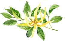 huile essentielle ylang ylang